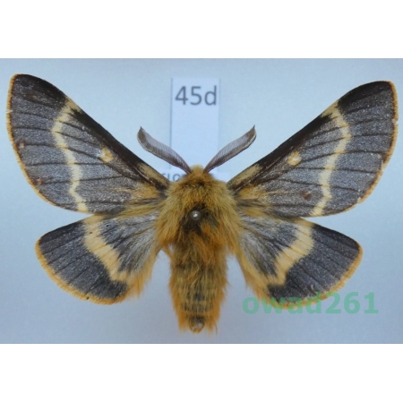 Lemonia dumi (Linnaeus, 1761) male Slovakia45d
